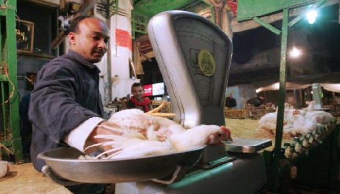 جنون الأسعار و فشل الانقلاب .. ارتفاع أسعار الدواجن في مصر 50% !