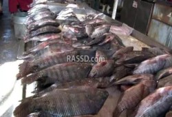 بالصور..ارتفاع فى أسعار الاسماك.. والمواطنون: الحكومة السبب