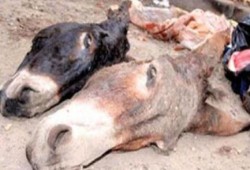 بالصور .. ضبط 80 حمارًا مذبوحًا قبل توزيعها على المطاعم.. ونشطاء: ارحموا الحمير