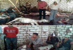 في زمن الانقلاب.. انتعاش تجارة لحوم الحمير والكلاب والخيل والاكل من القمامة