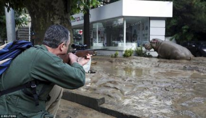 حيوانات مفترسة تجوب شوارع عاصمة جورجيا بعد فيضانات