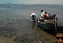 بحيرة ناصر.. مزرعة تماسيح تلتهم 270 طن سمك يوميا تحت حماية حكومة الانقلاب