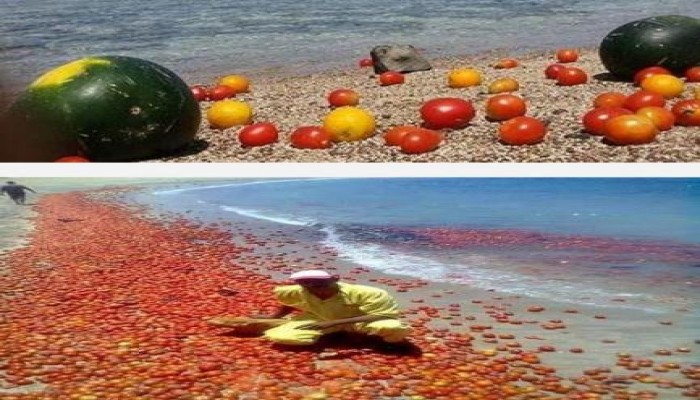 شاطئ سفاجا يمتلء بالطماطم والبطيخ الغارق في البحر