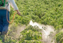 500 ألف مهندس زراعي معرضون للفشل الكلوي بسبب "المبيدات"