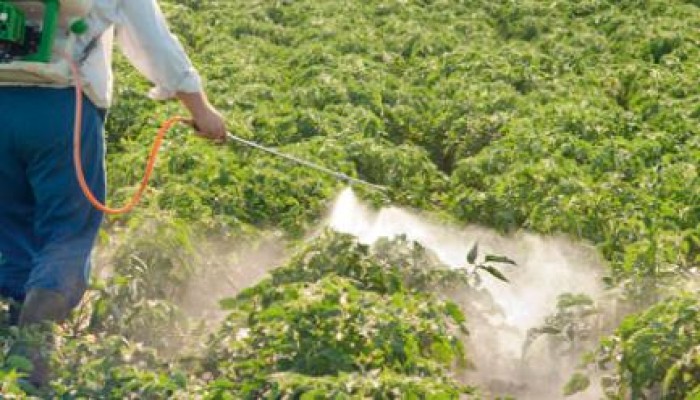 500 ألف مهندس زراعي معرضون للفشل الكلوي بسبب "المبيدات"