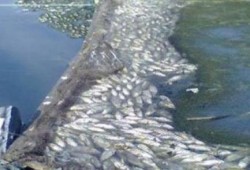 ظهور كمية كبيرة من الأسماك النافقة فى مياه النيل برشيد يثير ذعر الأهالى