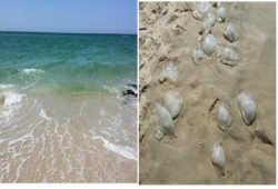 قناديل البحر تغزو شواطئ العريش .. في ظل تجاهل من حكومة الانقلاب