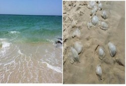 قناديل البحر تغزو شواطئ العريش .. في ظل تجاهل من حكومة الانقلاب