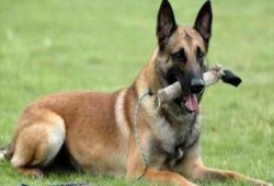 السيسي يستورد بـ 3 ملايين جنيها  "كلاب" لتأمين حفل تفريعة القناة