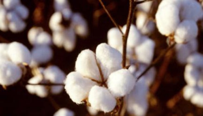 حكومة الانقلاب تبدأ مخطط تدمير القطن المصرى