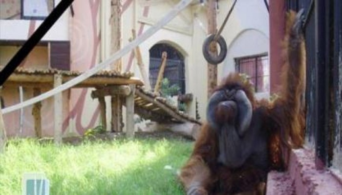 إهمال "زراعة الانقلاب" يقتل حيوان "إنسان الغاب"