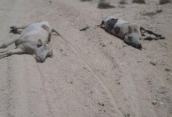 مرض غامض يفتك بالماشية .. والحكومة تشاهد