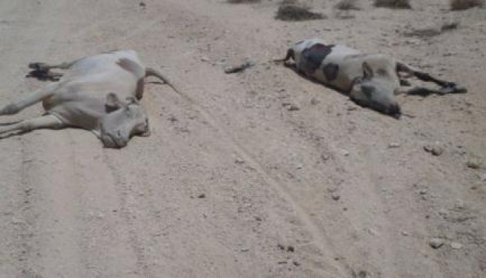 مرض غامض يفتك بالماشية .. والحكومة تشاهد