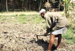 فى عهد العسكر: خسائر فادحة في «الزراعة»!