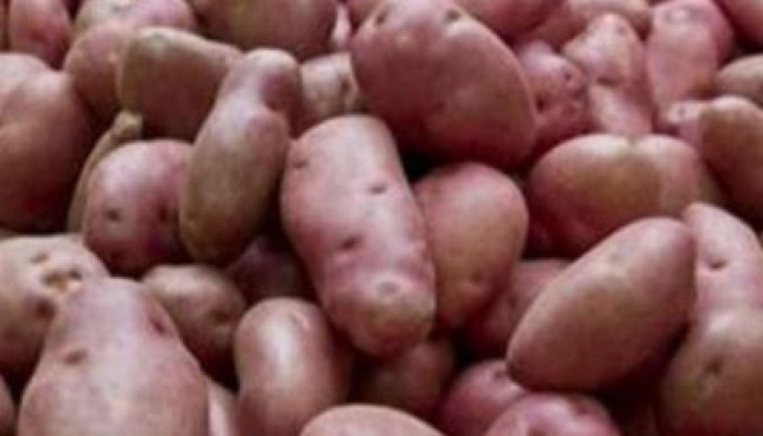 فاو: 8.5 مليار دولار خسائر سنوية بسبب مرض لفحة البطاطس