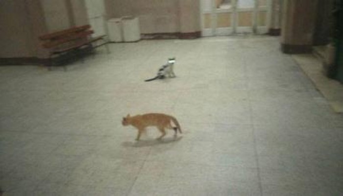 بالصور.. القطط تطارد مرضى مستشفى العجوزة