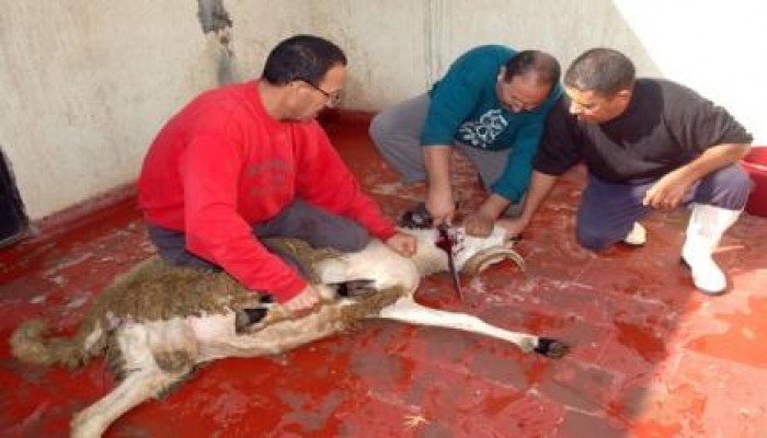 كل ما تريد معرفته عن "الأضحية"