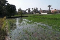 غرق ألف فدان بالنوبارية بالبحيرة بمياه الآبار الجوفية