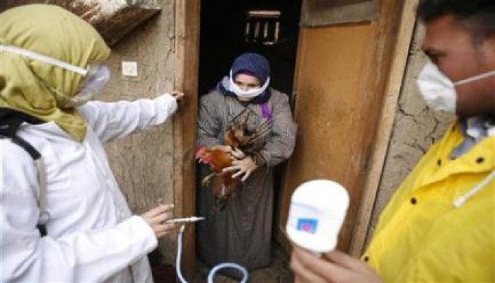 "الصحة العالمية": مصر تسجل أعلى معدلات الإصابة بفيروس أنفلونزا الطيور