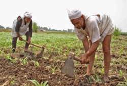 ناصر البنهاوي يكتب : الحكومة تسرق الفلاح عيني عينك