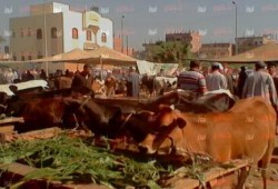 بالصور .. مركز شباب بالشرقية يتحول إلى سوق مواشي في عهد الانقلاب !