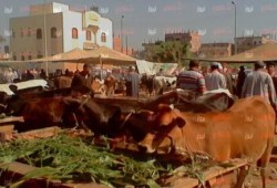 بالصور .. مركز شباب بالشرقية يتحول إلى سوق مواشي في عهد الانقلاب !