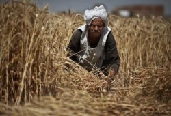 خبراء: الفلاح في زمن الانقلاب خارج حسابات الدولة