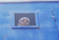 قضاء العسكر يقضي بالسجن عامين على الطالبة "هبة قشطة"