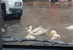 شاهد بالصور ..  بط يسبح في شوارع ‏الإسكندرية الغارقة بسبب مياه الأمطار