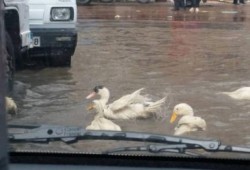 شاهد بالصور ..  بط يسبح في شوارع ‏الإسكندرية الغارقة بسبب مياه الأمطار