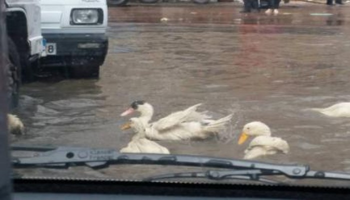 شاهد بالصور ..  بط يسبح في شوارع ‏الإسكندرية الغارقة بسبب مياه الأمطار