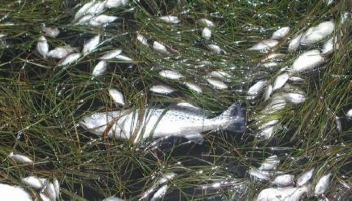 نفوق جماعي لأسماك بحيرة قارون.. والصيادون يطالبون بالتدخل السريع