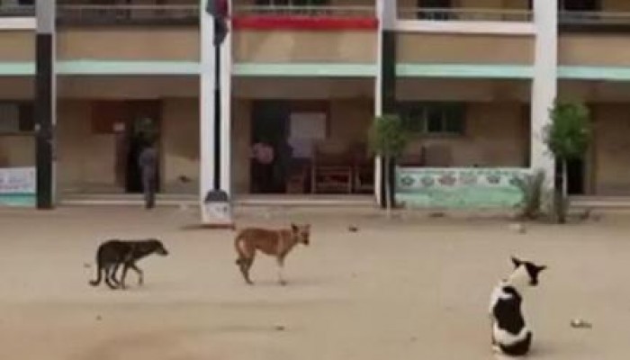 تقرير لـ "الجزيرة": حضر الكلاب وغاب الناخبون في جولة الإعادة (فيديو)