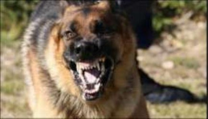 كلب مسعور يعقر 9 أشخاص بسنورس بالفيوم