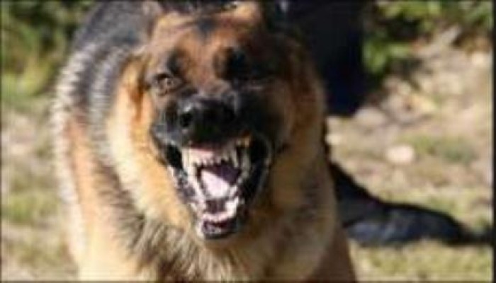 كلب مسعور يعقر 9 أشخاص بسنورس بالفيوم