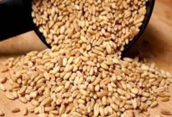 اختفاء الدولار يهدد بانهيار صناعة الحبوب وتعطل 20 ألف عامل