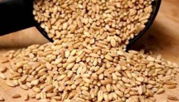 اختفاء الدولار يهدد بانهيار صناعة الحبوب وتعطل 20 ألف عامل
