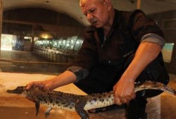بالصور .. ظهور تمساح في "ناهيا" بالجيزة و الرعب يصيب الأهالي