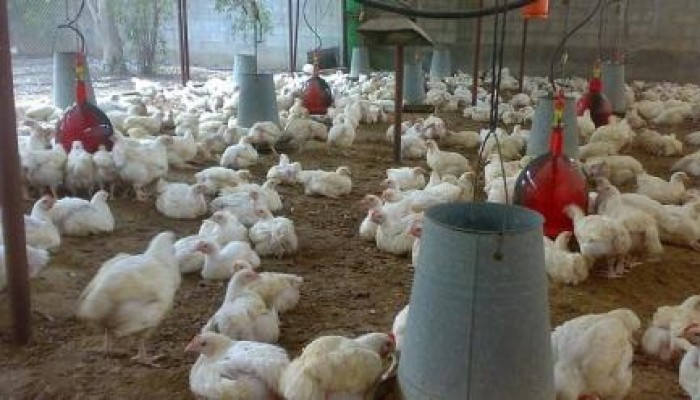 فشل الانقلاب .. الدولار يتسبب في توقف 40% من مزارع الدواجن في مصر