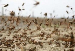 "الفاو" تحذر مصر من "جراد" مدمر