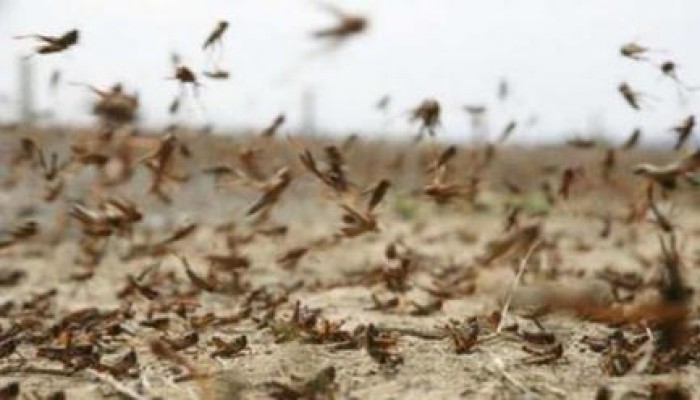 "الفاو" تحذر مصر من "جراد" مدمر