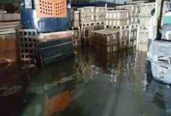 500 مليون جنيه خسائر شركة النيل الحاصلات الزراعية بالإسكندرية