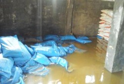 بسبب الأمطار .. فساد 600 طن قمحًا بالغربية