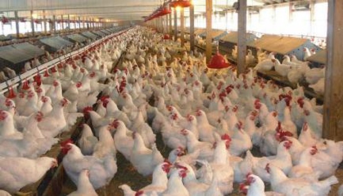 السيسي يخفض أسعار الدواجن باستيراد دجاج مسرطن للمصريين