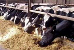 "زراعة الانقلاب" تستورد 10 آلاف رأس ماشية مسببة للسرطان