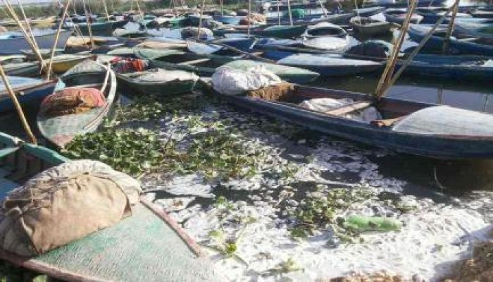 بالصور.. نفوق آلاف الأطنان من "البلطي" بالإسكندرية يهدد بتشريد 12 ألف صياد