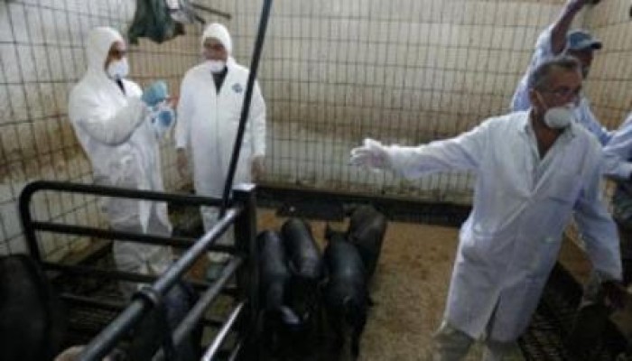 احتجاز 15 حالة اشتباه بأنفلونزا الخنازير بمستشفيات شمال سيناء