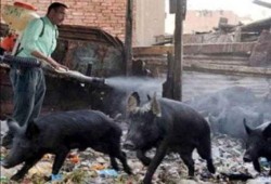 وفاة 18 شخصا بإنفلونزا الخنازير وإصابة 133 في أقل من شهر
