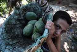 كيلو المانجو بخمسون جنيها... تعرف على السبب