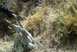 الاحتلال يعلن سقوط طائرة استطلاع بسوريا